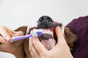 brushing dog teeth