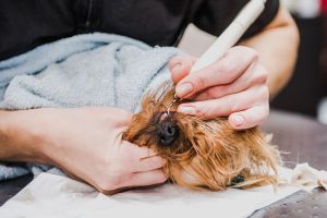 dental ultrasound | Ultimate Pet Nutrition