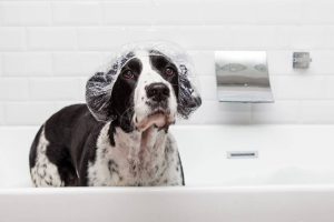 dog in bath with shower cap | Ultimate Pet Nutrition