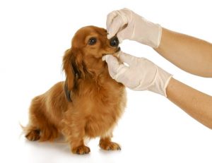 doggy smell | Ultimate Pet Nutrition