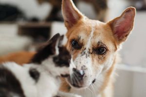 dog and cat meet