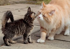 kitten and cat meet | Ultimate Pet Nutrition