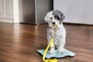 dog on scale | Ultimate Pet Nutrition