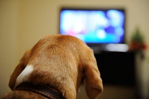 dog watching tv | Ultimate Pet Nutrition