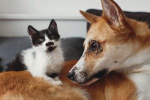 cats and dogs | Ultimate Pet Nutrition