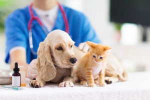 vet check up | Ultimate Pet Nutrition