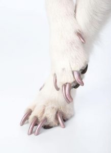 well trimmed dog nails | Ultimate Pet Nutrition