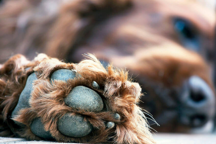 lazy dog paw | Ultimate Pet Nutrition