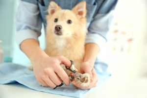 trim dog nails | Ultimate Pet Nutrition