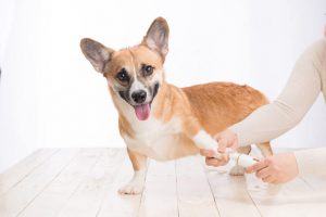 how long should dog nails be | Ultimate Pet Nutrition