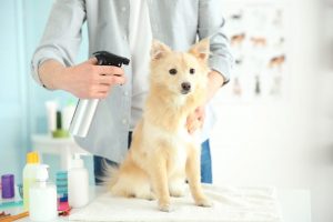 grooming dog | Ultimate Pet Nutrition