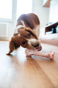 can dogs eat cooked beef bones | Ultimate Pet Nutrition