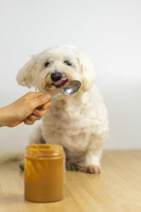 homemade pet treats | Ultimate Pet Nutrition