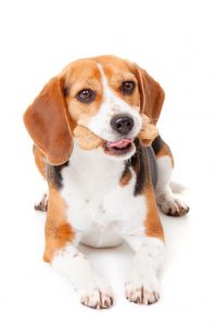 dog eating treat | Ultimate Pet Nutrition