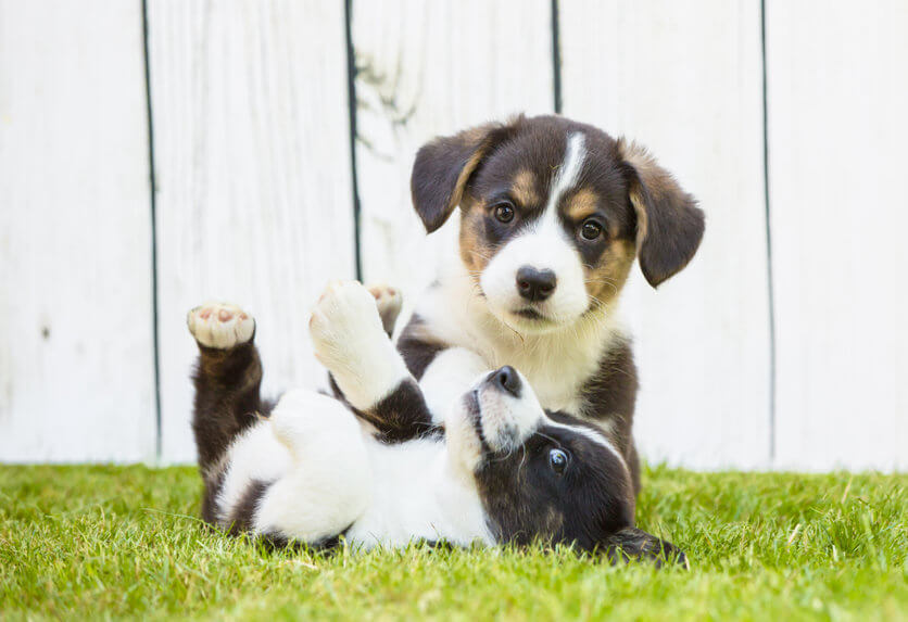 how to calm down a puppy | Ultimate Pet Nutrition