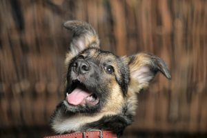 how to calm down a puppy | Ultimate Pet Nutrition