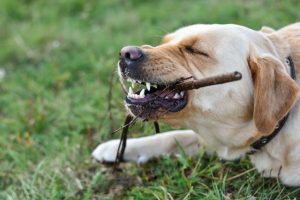 dog chewing wood | Ultimate Pet Nutrition