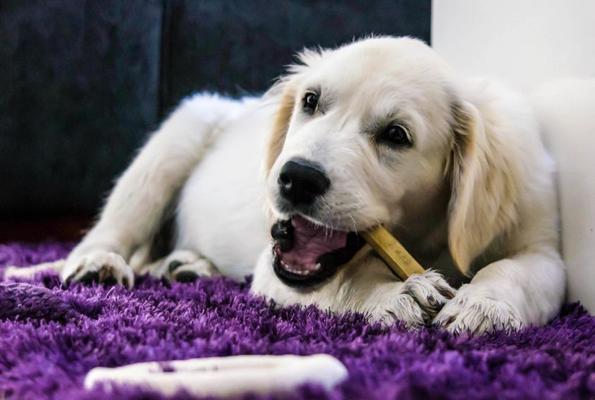 dog chewing stick | Ultimate Pet Nutrition