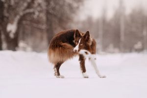 tail chasing | Ultimate Pet Nutrition