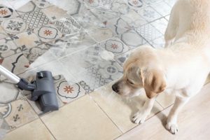 dog and vacuum | Ultimate Pet Nutrition