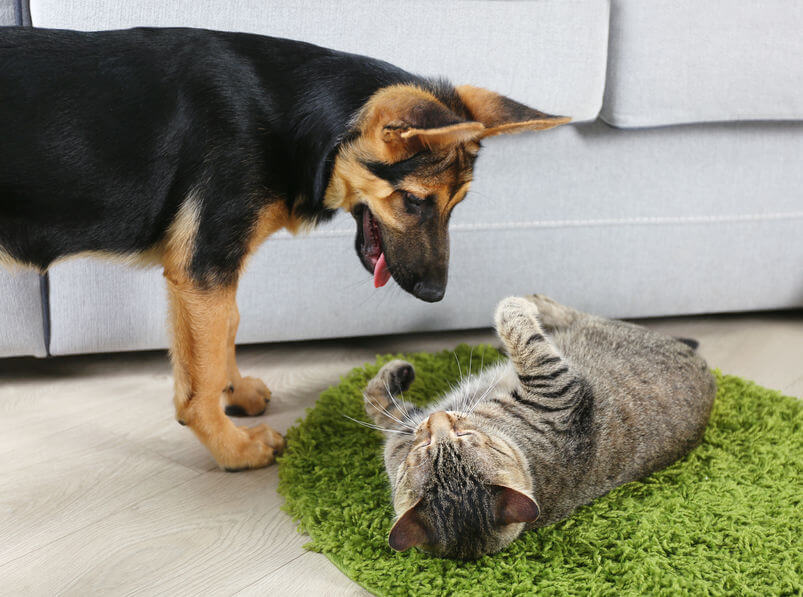 cat playing with dog | Ultimate Pet Nutrition