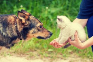 kitten meeting dog | Ultimate Pet Nutrition