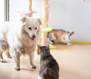 dog meeting cat | Ultimate Pet Nutrition