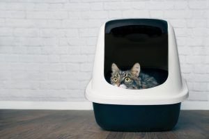 cat litter box | Ultimate Pet Nutrition