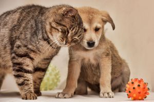 cat and dog | Ultimate Pet Nutrition