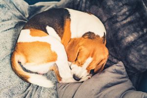 10 facts about dogs | Ultimate Pet Nutrition