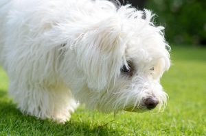 dog sniffing grass | Ultimate Pet Nutrition