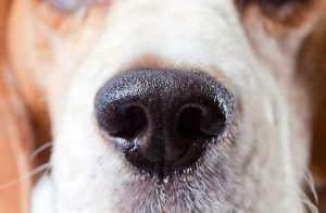 dog nose | Ultimate Pet Nutrition