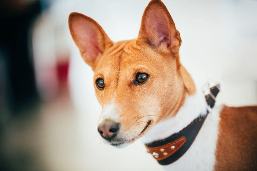 basenji dog | Ultimate Pet Nutrition