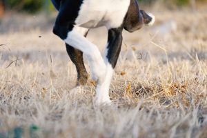 dog kicking dirt | Ultimate Pet Nutrition