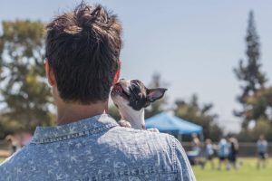 why does my dog lick my ears | Ultimate Pet Nutrition