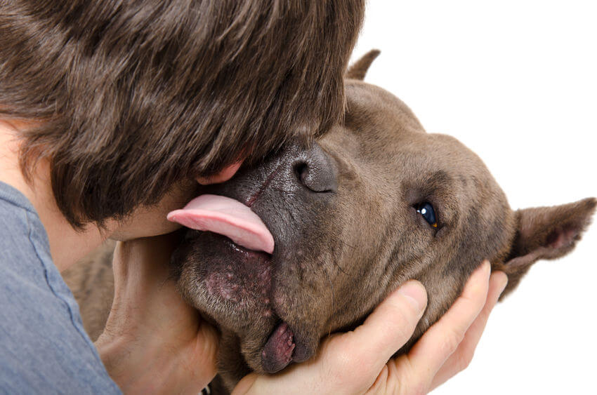 why does my dog lick my ears | Ultimate Pet Nutrition