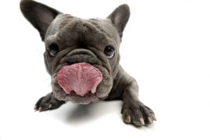 Dog Licking | Ultimate Pet Nutrition