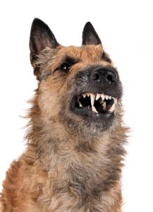 dog growling | Ultimate Pet Nutrition