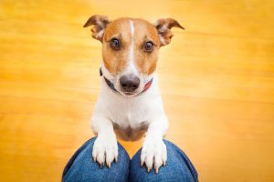 why do dogs pace | Ultimate Pet Nutrition