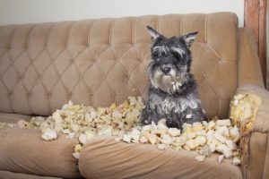 dog eating couch | Ultimate Pet Nutrition