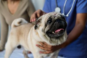 pug at vet | Ultimate Pet Nutrition