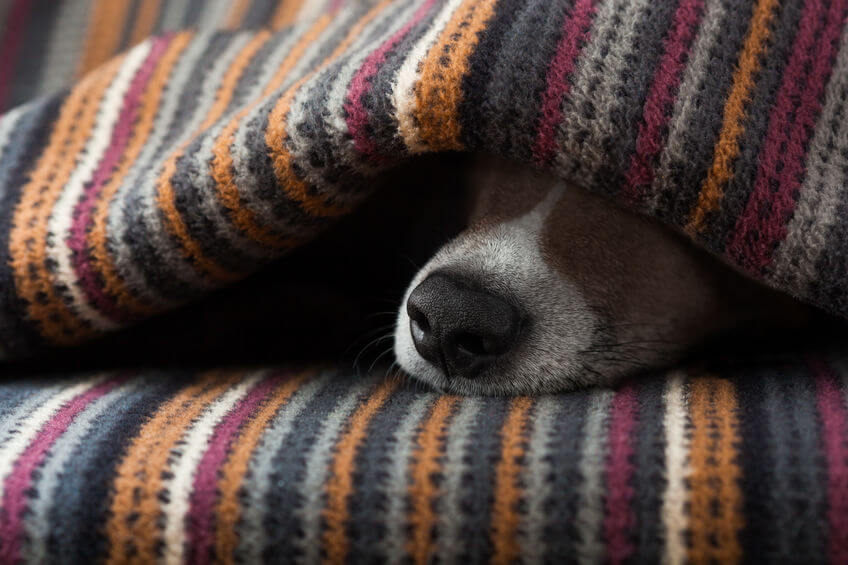 dog sleeping under blanket | Ultimate Pet Nutrition