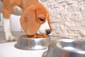 dog sleep nutrition | Ultimate Pet Nutrition