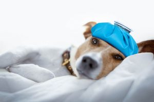 dog with ice bag sick dog concept| Ultimate Pet Nutrition