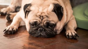 sleepy pug | Ultimate Pet Nutrition