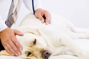 lethargic dog at vet | Ultimate Pet Nutrition