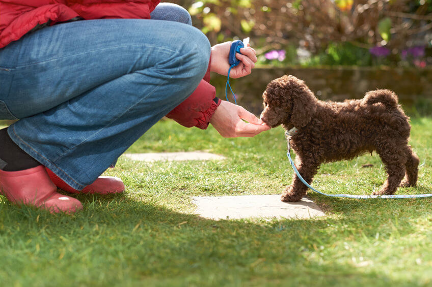 How To Discipline A Puppy: Training Methods And Common Problems