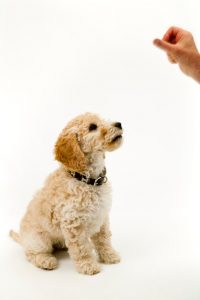 how to discipline a puppy | Ultimate Pet Nutrition