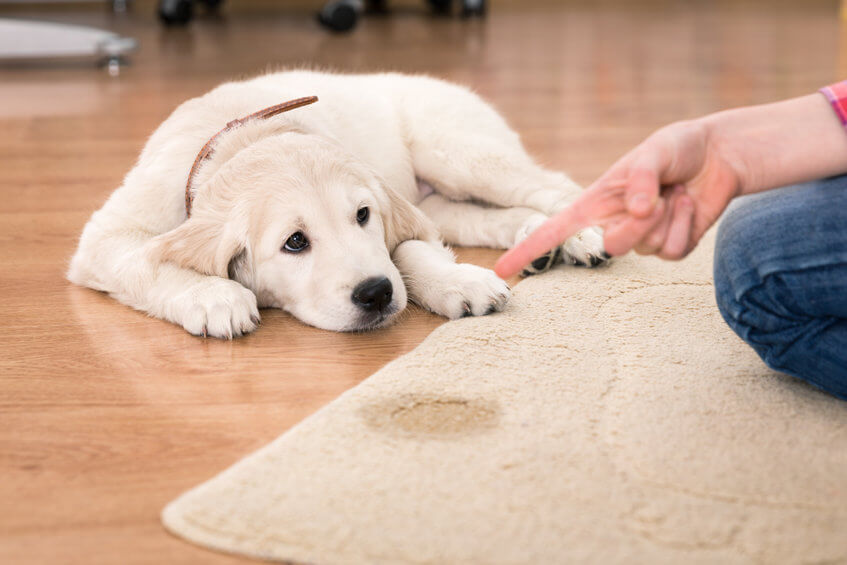 how to discipline a puppy | Ultimate Pet Nutrition