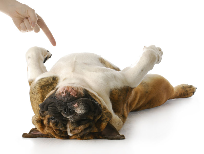 Training Tips: How To Teach Your Dog To Play Dead